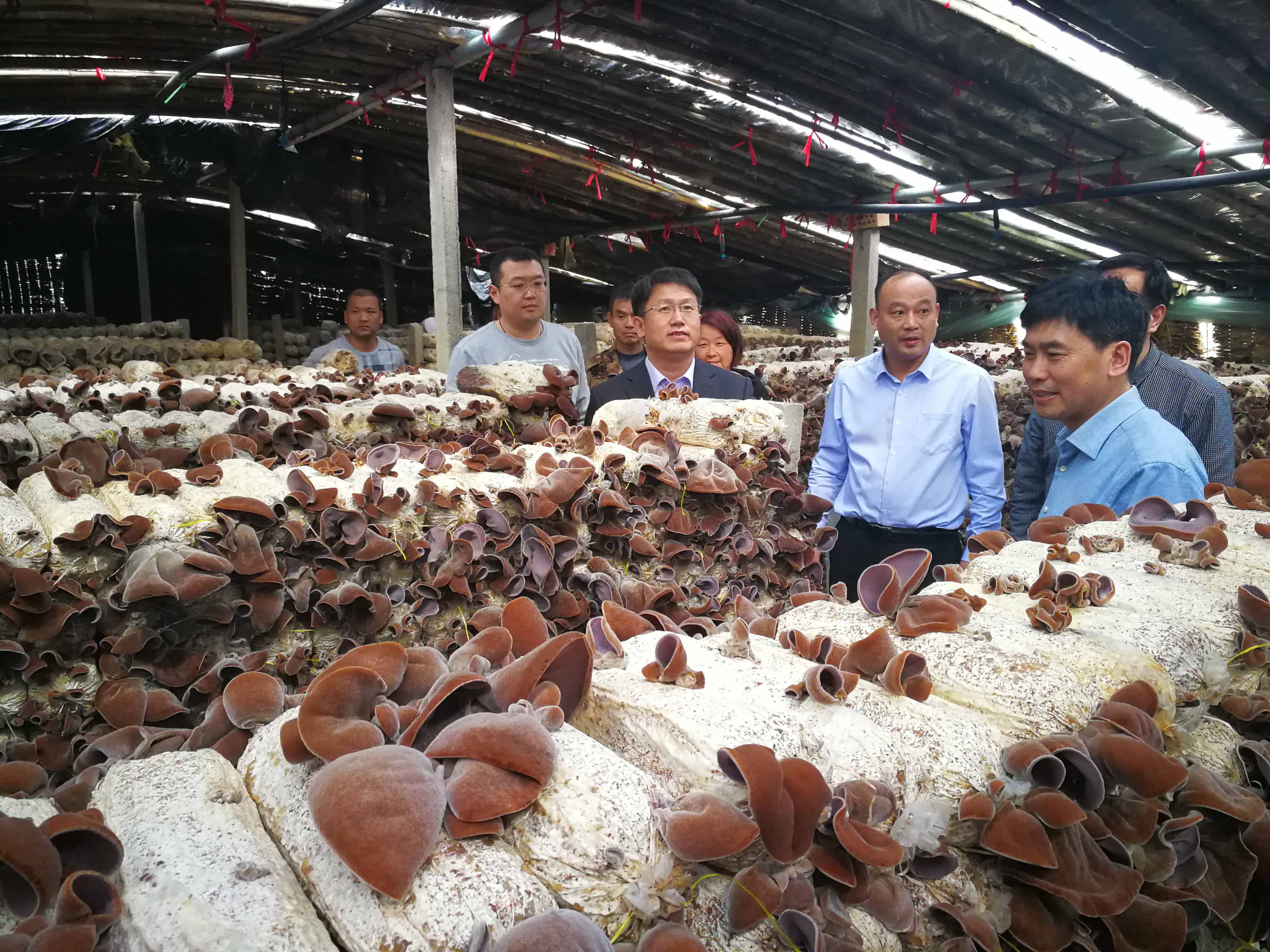 中国食用菌协会高茂林常务副会长考察我省鱼台县毛木耳产业