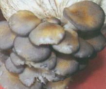 平菇黄菇病防治