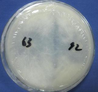 食用菌菌种鉴定---菌丝颉颃试验