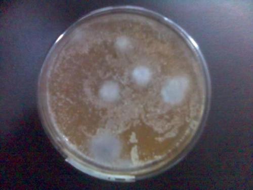 食用菌菌种鉴定----抗霉性测试