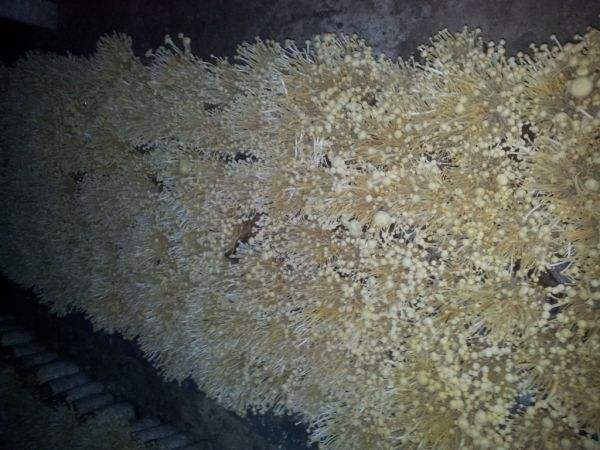黄金针菇生产栽培技术