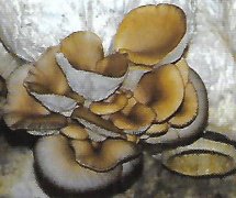 平菇黄菇病的发生及防治