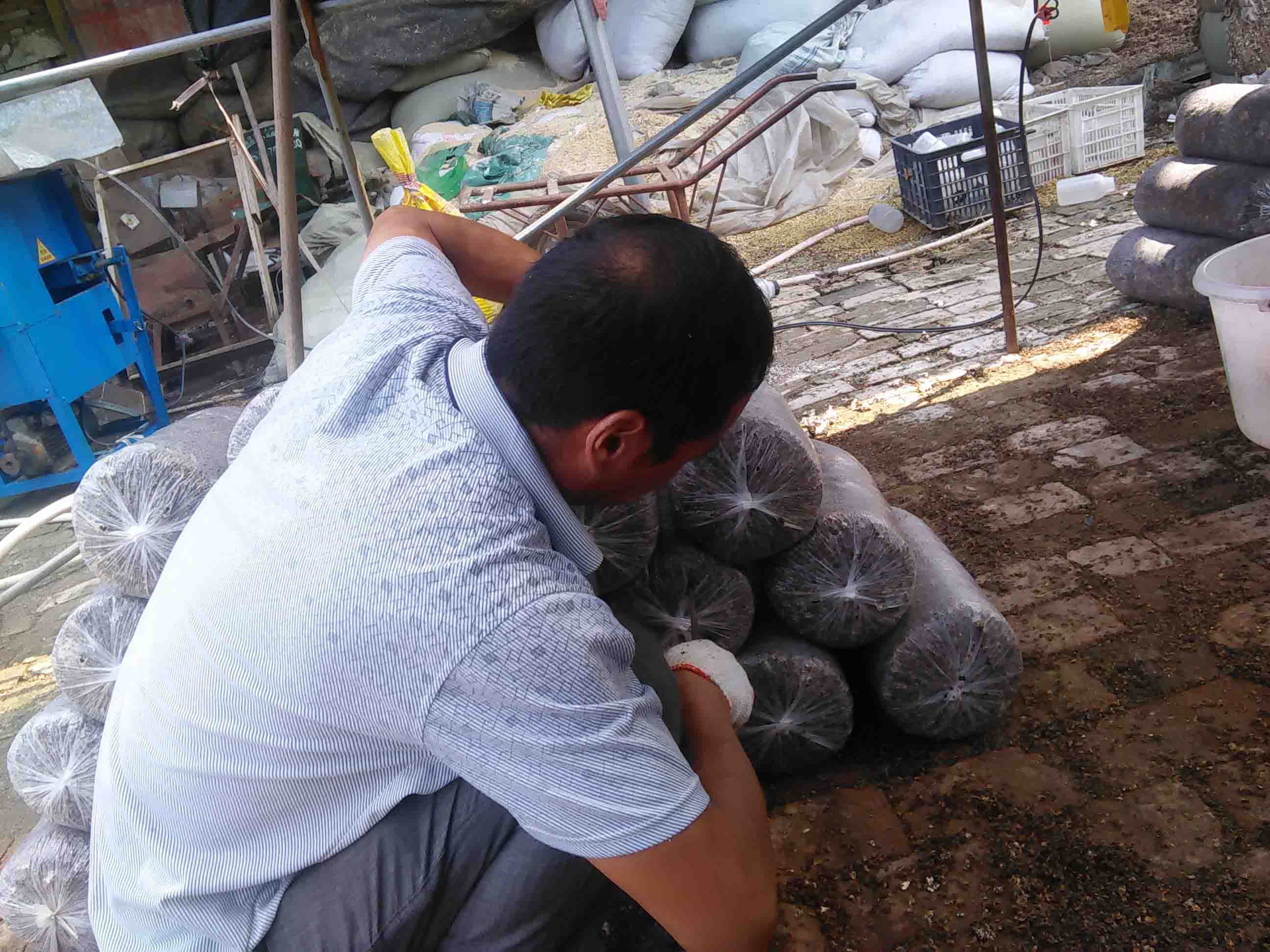 食用菌栽培技术--学员认真制作平菇菌袋并打通气出菇孔