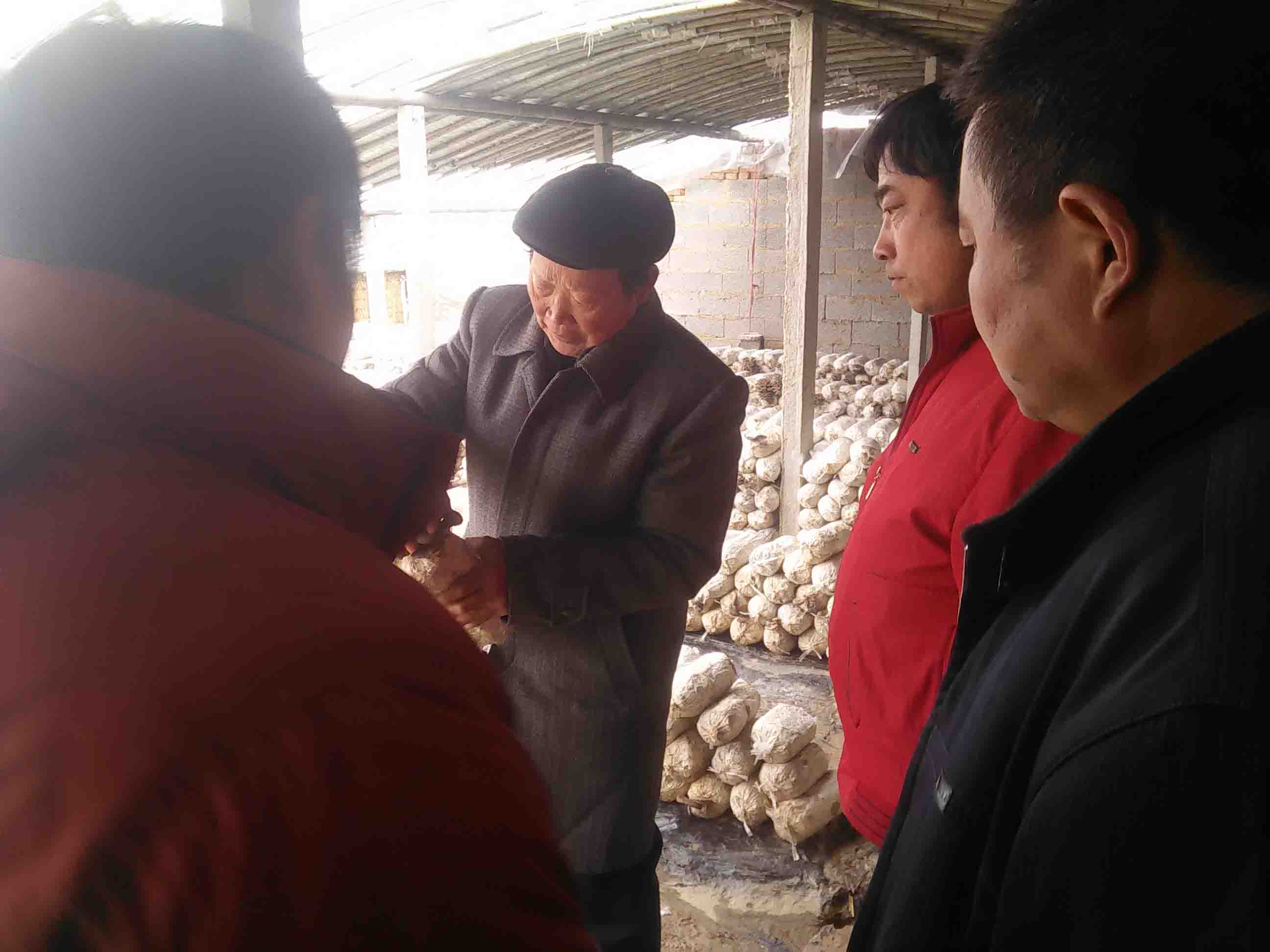 食用菌栽培技术--薛老师在出菇大棚详细讲解食用菌栽培技术