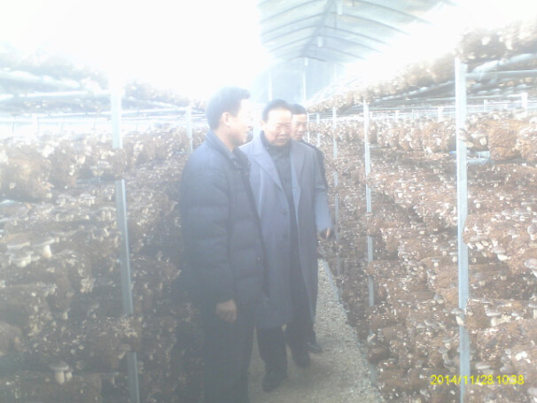 食用菌栽培技术--薛老师现场讲解香菇栽培技术要点