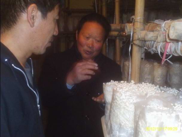 食用菌栽培技术--部分学员认真听薛老师讲解工厂化栽培金针菇栽培