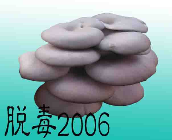 脱毒2006