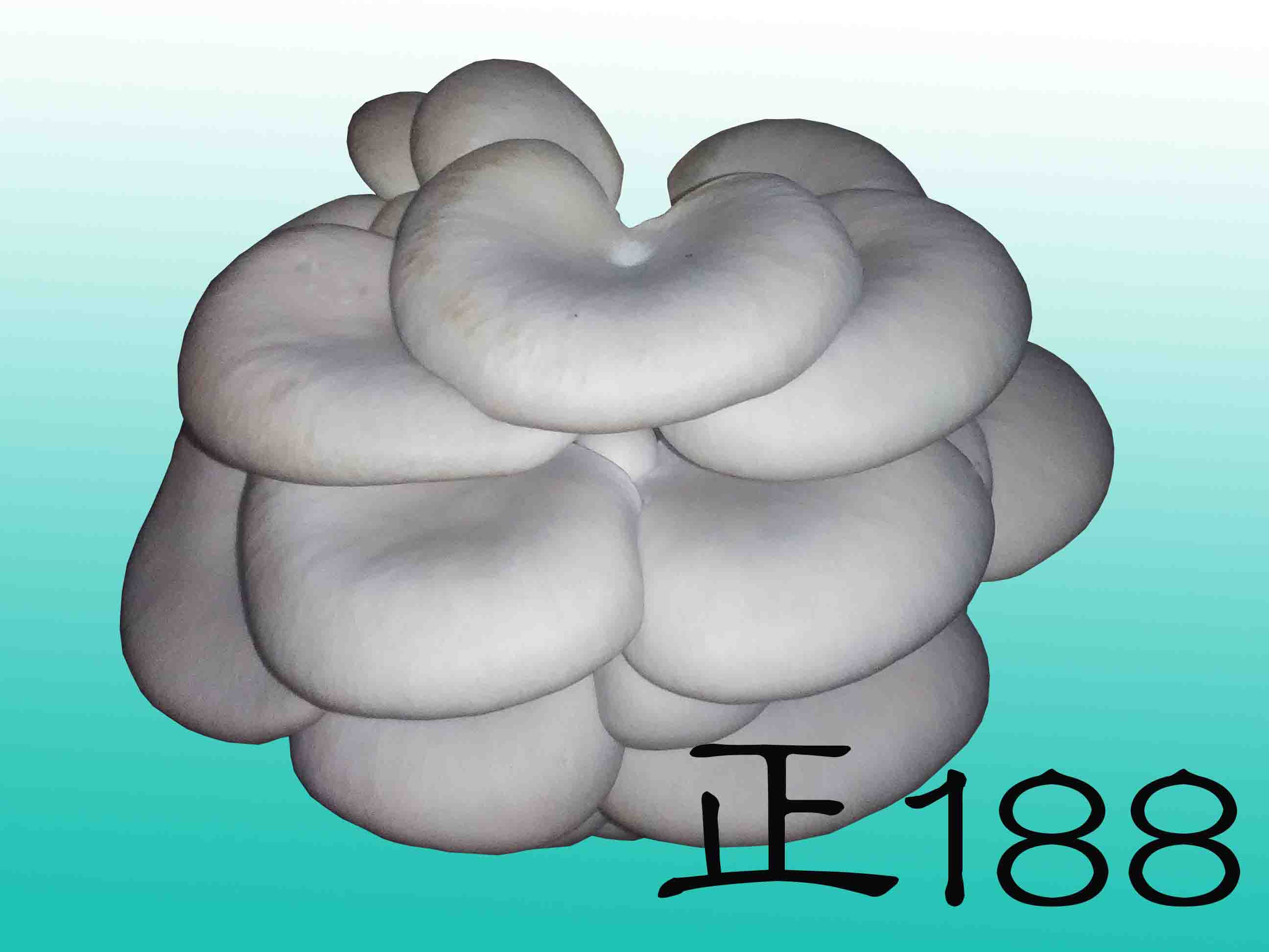 正188