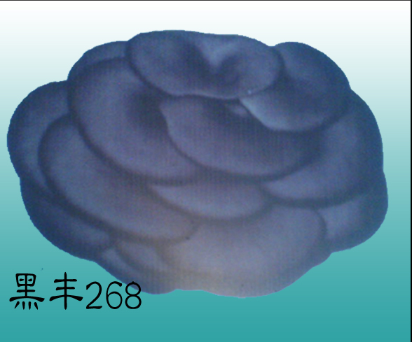 黑丰268