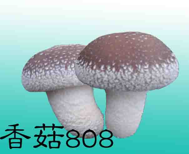 香菇808